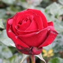 Picture of Pavarotti-Rose