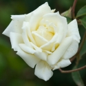 Picture of Pax Rose-Rose