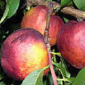 Picture of Peach Dble Peacherine/Springcrest