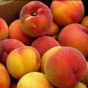 Picture of Peach Glohaven