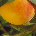 Picture of Peach Golden Haze