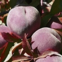 Picture of Peach Hiawatha