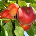 Picture of Peach Springcrest