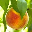 Picture of Peach Wiggins