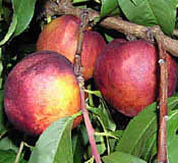 Picture of Peacherine Healeys