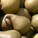Picture of Pear Beurre Bosc BA29