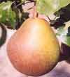 Picture of Pear Beurre Hardy PC