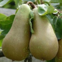 Picture of Pear Conference PC