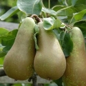 Picture of Pear Conference QuA