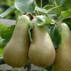 Picture of Pear Conference QN
