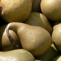 Picture of Pear Dble Beurre Bosc/Winter Nelis
