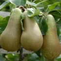 Picture of Pear Dble Conference/Doyenne du Comice