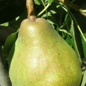 Picture of Pear Dble Doyenne du Comice/William b Chretein