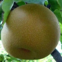 Picture of Pear Dble Nashi Kosui/Hosui