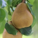 Picture of Pear Dble Taylor/Beurre Bosc