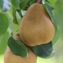 Picture of Pear Dble Taylor/Starkrimson