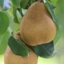 Picture of Pear Dble Taylor/Winter Nelis