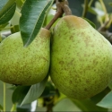 Picture of Pear Dble William Bon Chretien/Beurre Bosc