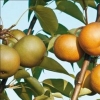 Picture of Pear Dble Winter Nelis/Packhams Triumph