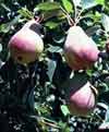 Picture of Pear Morettini Early QuC