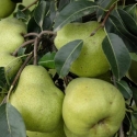 Picture of Pear Packhams Triumph