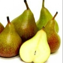 Picture of Pear Seckel QN