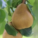 Picture of Pear Taylors Gold QN