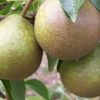 Picture of Pear Winter Nelis BA29