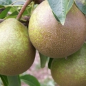 Picture of Pear Winter Nelis QN