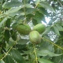 Picture of Pecan Carya Colby