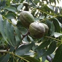 Picture of Pecan Carya Hirschi