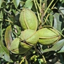 Picture of Pecan Carya Lucas