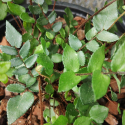 Picture of Pellaea falcata
