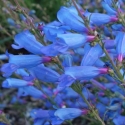 Picture of Penstemon Electric Blue