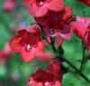 Picture of Penstemon Firebird