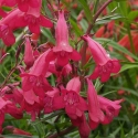 Picture of Penstemon Garnet