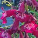 Picture of Penstemon Portwine