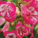 Picture of Penstemon Strawberry Taffy