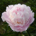 Picture of Peony Alertie Tuber
