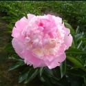 Picture of Peony Angel Cheeks Tuber