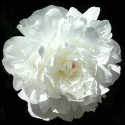 Picture of Peony Avalanche