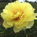 Picture of Peony Bartzella Tuber