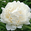 Picture of Peony Bowl of Cream