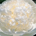 Picture of Peony Bridal Showers