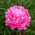 Picture of Peony Bunker Hill