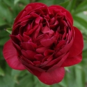 Picture of Peony Chippewa