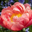 Picture of Peony Coral Sunset