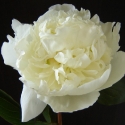 Picture of Peony Duchesse de Nemours Tuber