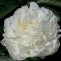 Picture of Peony Elsa Sass
