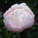 Picture of Peony Gardenia Tuber